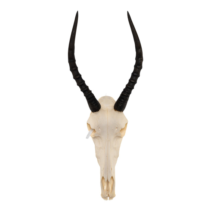 Real Blesbok Skull With Mandible - Pathology