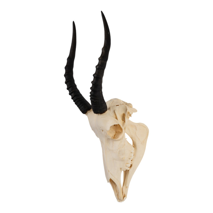 Real Blesbok Skull With Mandible - Pathology