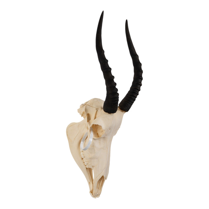 Real Blesbok Skull With Mandible - Pathology