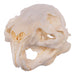 Real Guinea Pig Skeleton - Disarticulated