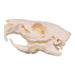 Real Guinea Pig Skeleton - Disarticulated