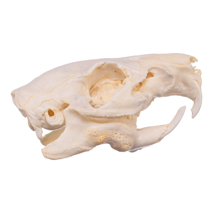 Real Guinea Pig Skeleton - Disarticulated