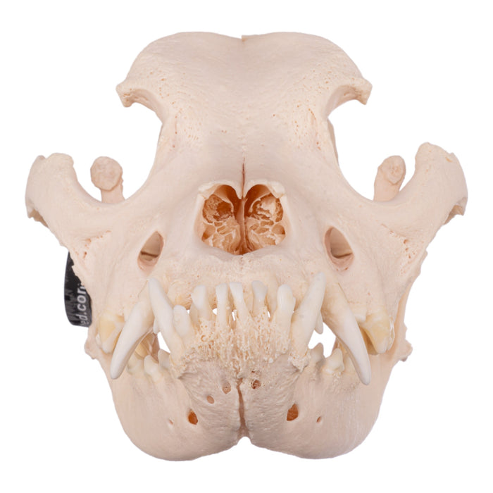 Real Domestic Dog Skull - Mastiff