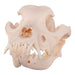 Real Domestic Dog Skull - Mastiff