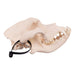 Real Domestic Dog Skull - Mastiff