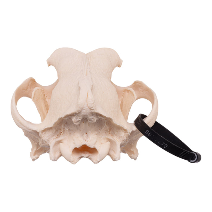 Real Domestic Dog Skull - Mastiff