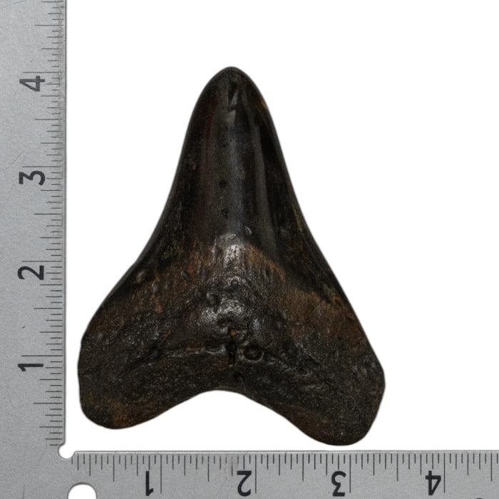 Real Megalodon Tooth