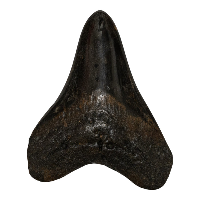 Real Megalodon Tooth