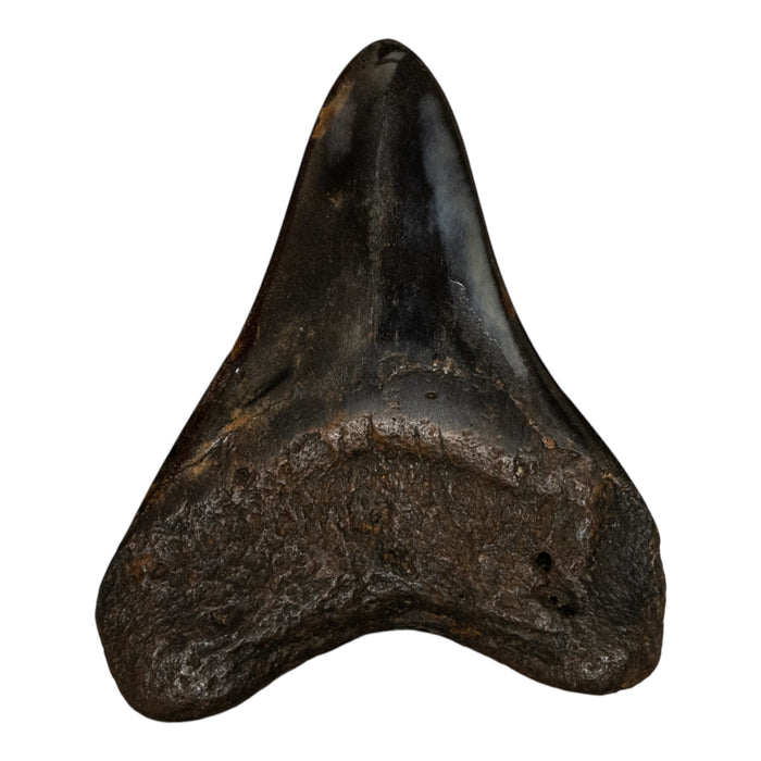 Real Megalodon Tooth