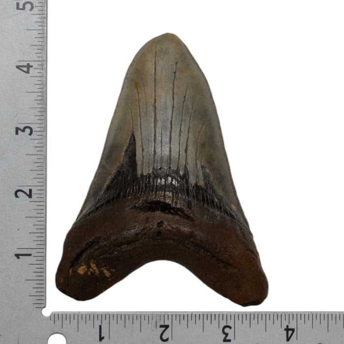 Real Megalodon Tooth