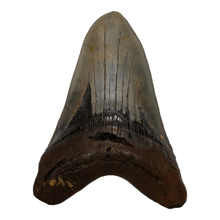 Real Megalodon Tooth