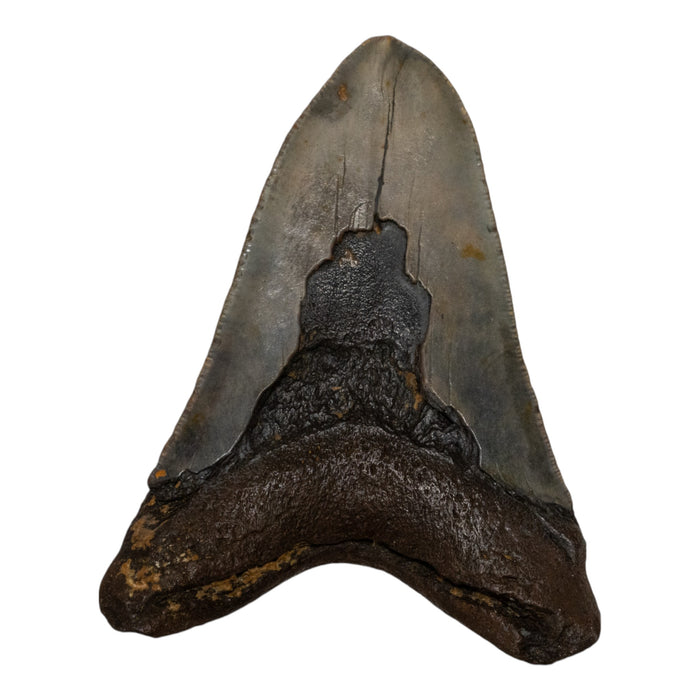 Real Megalodon Tooth