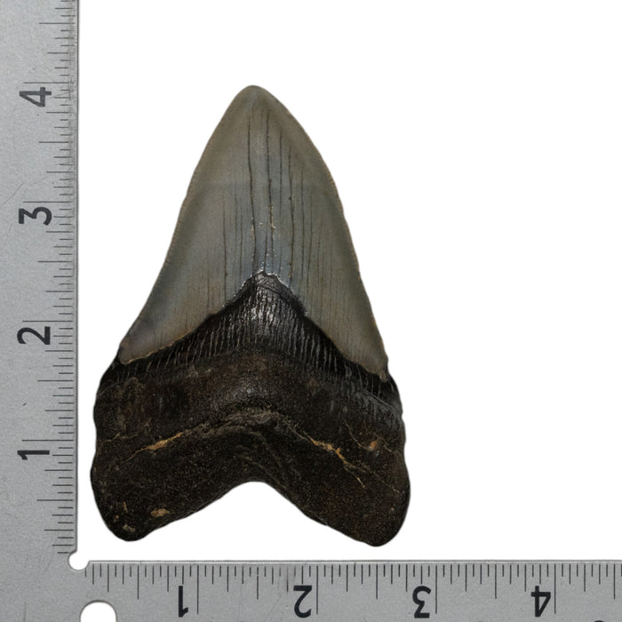 Real Megalodon Tooth