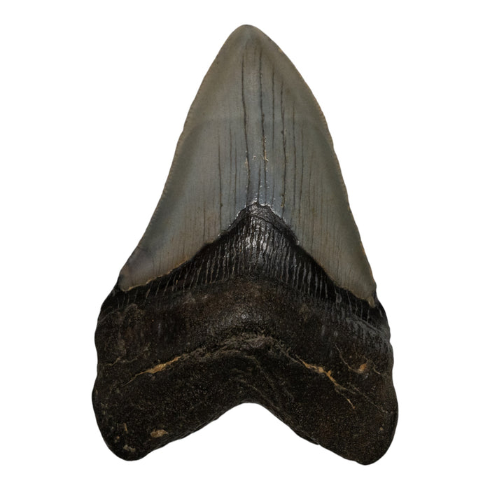 Real Megalodon Tooth