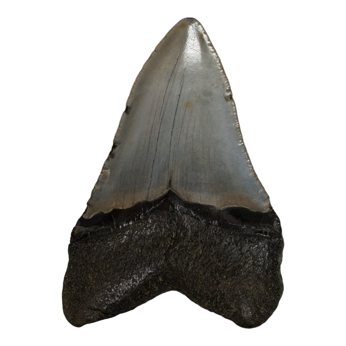 Real Megalodon Tooth