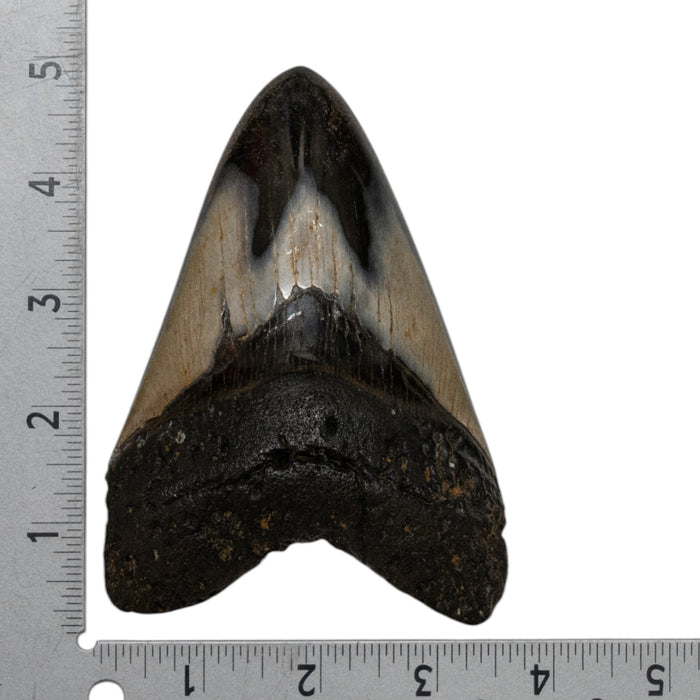 Real Megalodon Tooth