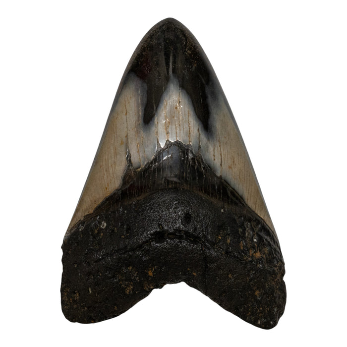 Real Megalodon Tooth