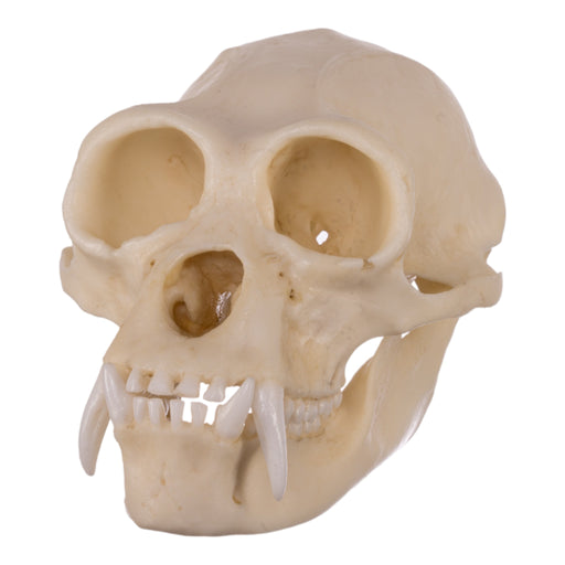 Replica Siamang Skull - Large Male