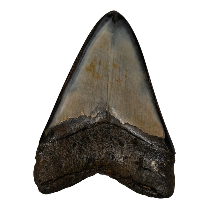 Real Megalodon Tooth