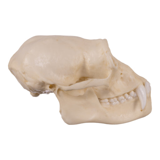 Replica Siamang Skull - Large Male