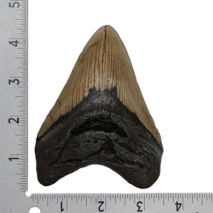 Real Megalodon Tooth