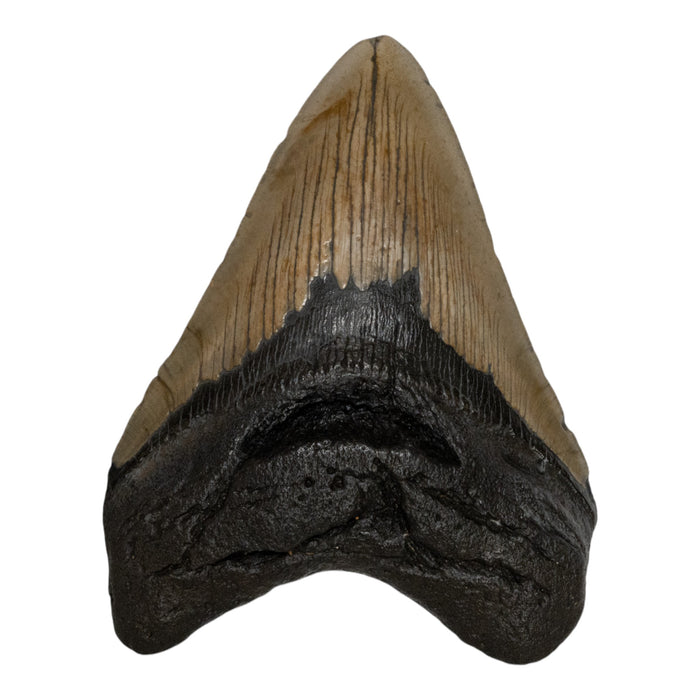 Real Megalodon Tooth