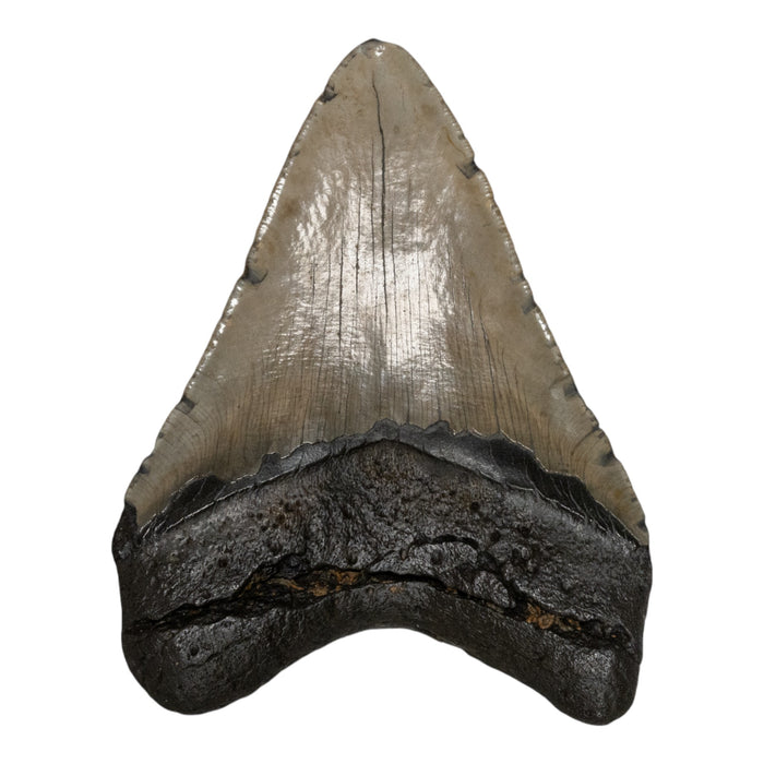 Real Megalodon Tooth