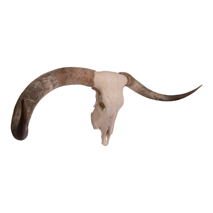 Real Longhorn Skull