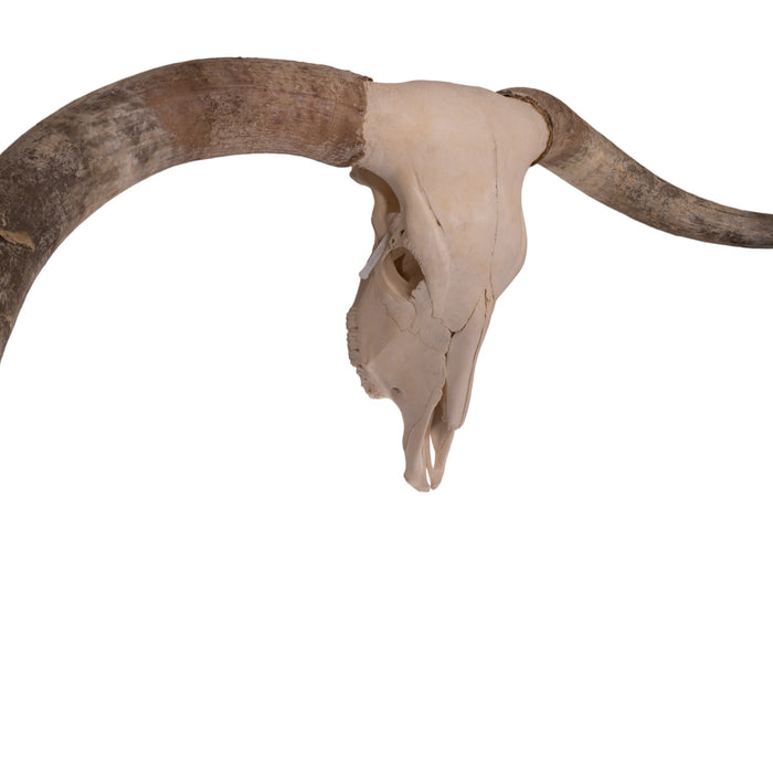 Real Longhorn Skull