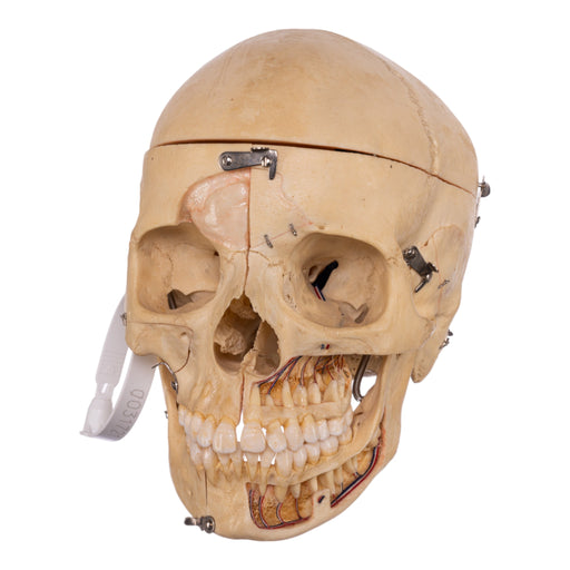 Real Human Dissected Skull With Carrying Case