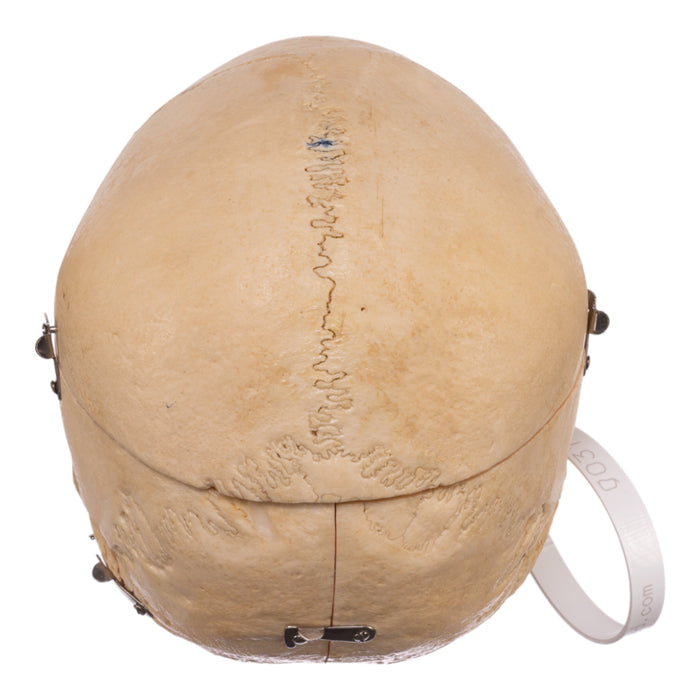 Real Human Dissected Skull With Carrying Case