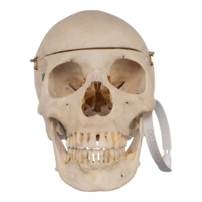 Real Human Skull