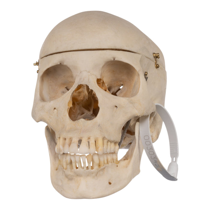 Real Human Skull