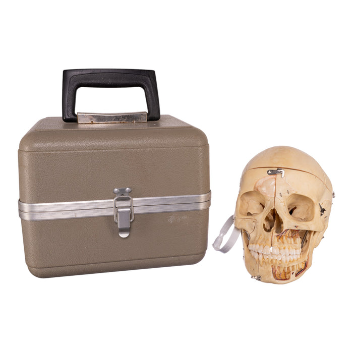 Real Human Dissected Skull With Carrying Case