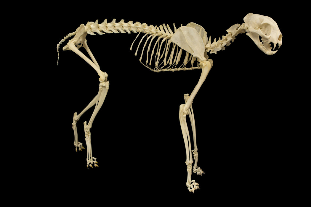 Real Serval Skeleton - Articulated