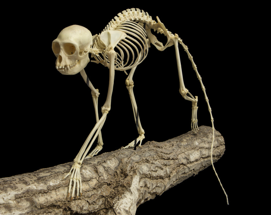 Real Greater Spot-nosed Monkey Skeleton - Articulated