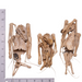 Real Straw-colored Fruit Bat Skeleton - Dried