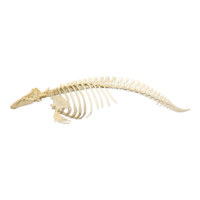 Replica Beluga Whale Skeleton