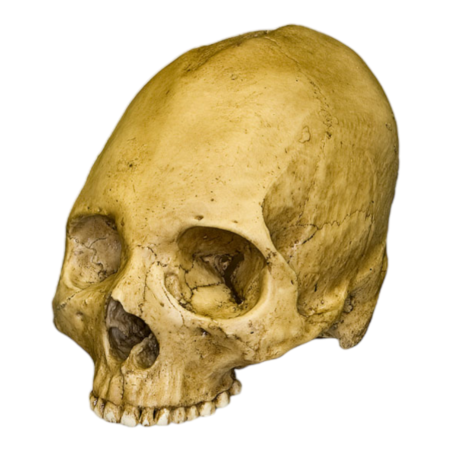 Human Skull newest *REPLICA*