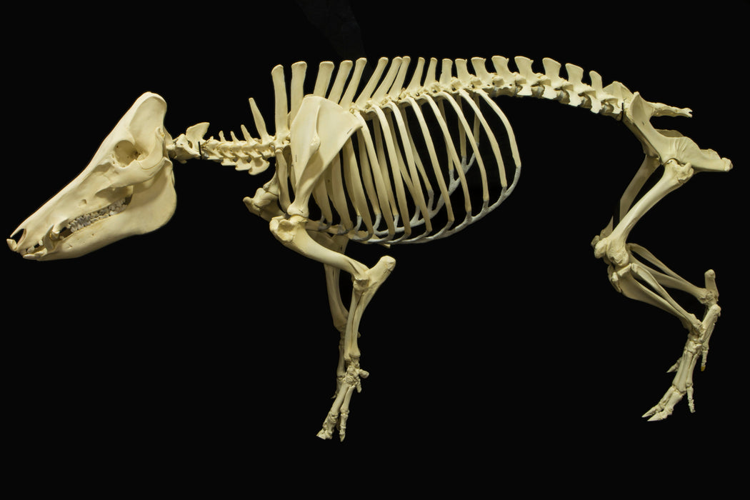 Real Wild Boar Skeleton - Articulated