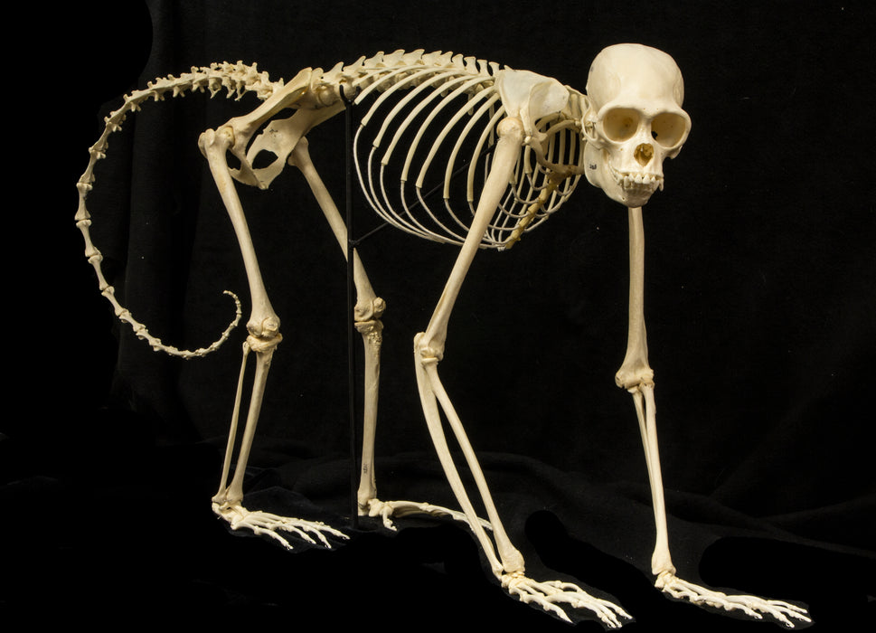 Real Woolly Monkey Skeleton - Articulated