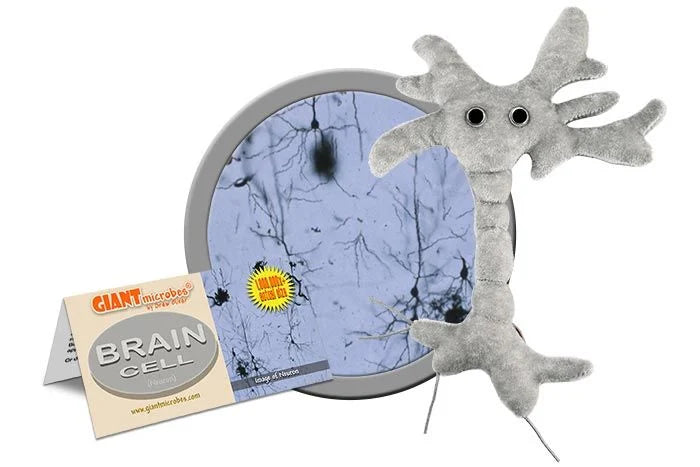 Giant Microbes Brain Cell Plush For Sale Skulls Unlimited International Inc