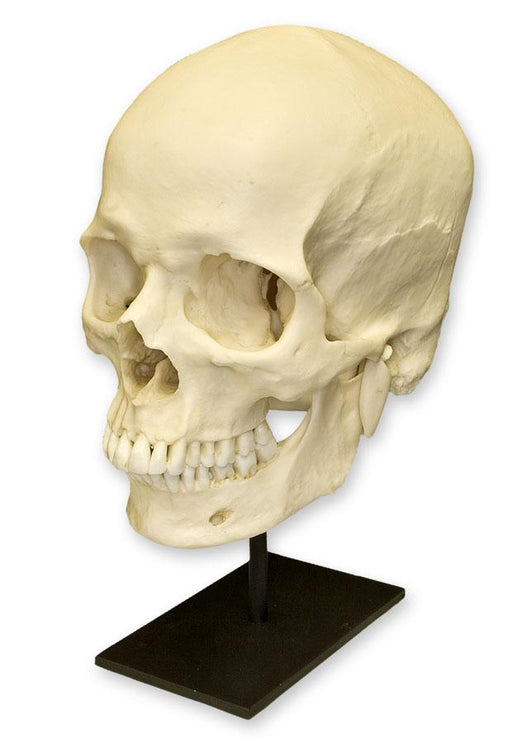 Replica Human Skull - European Male