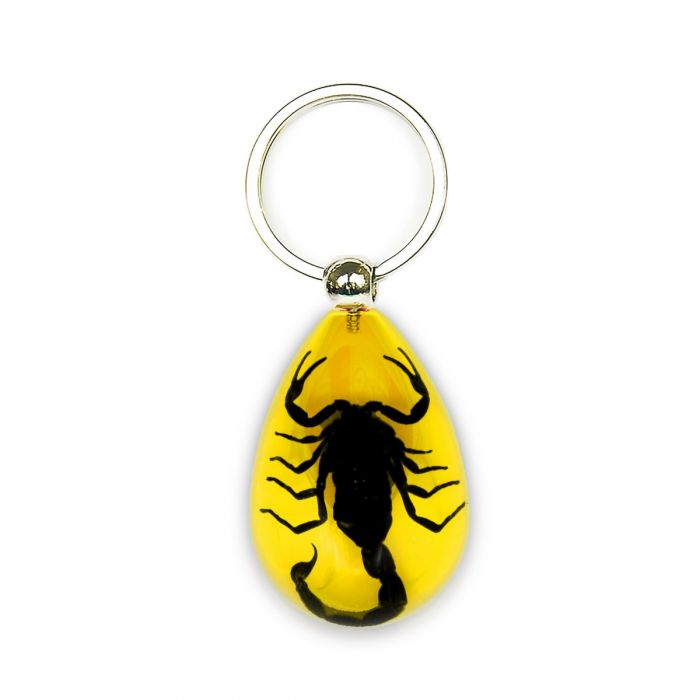 Real Black Scorpion in Acrylic Keychain