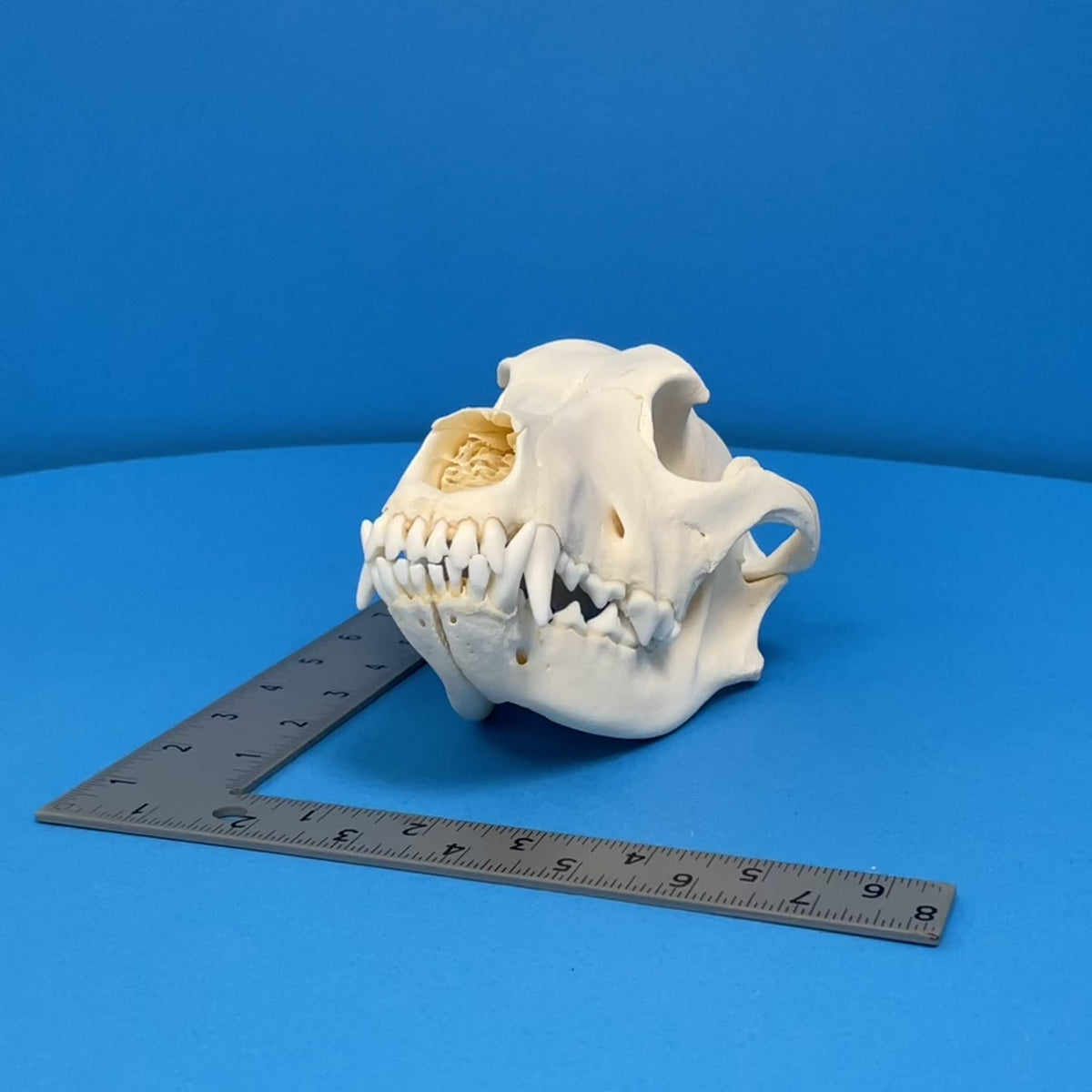 Real Alaskan Malamute Skull For Sale — Skulls Unlimited International, Inc.