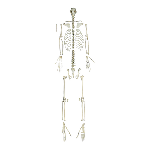 Replica Indri Lemur Skeleton