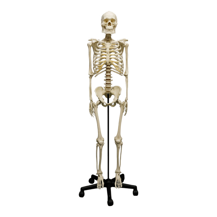 Replica Human Skeleton - Robust Asian Male