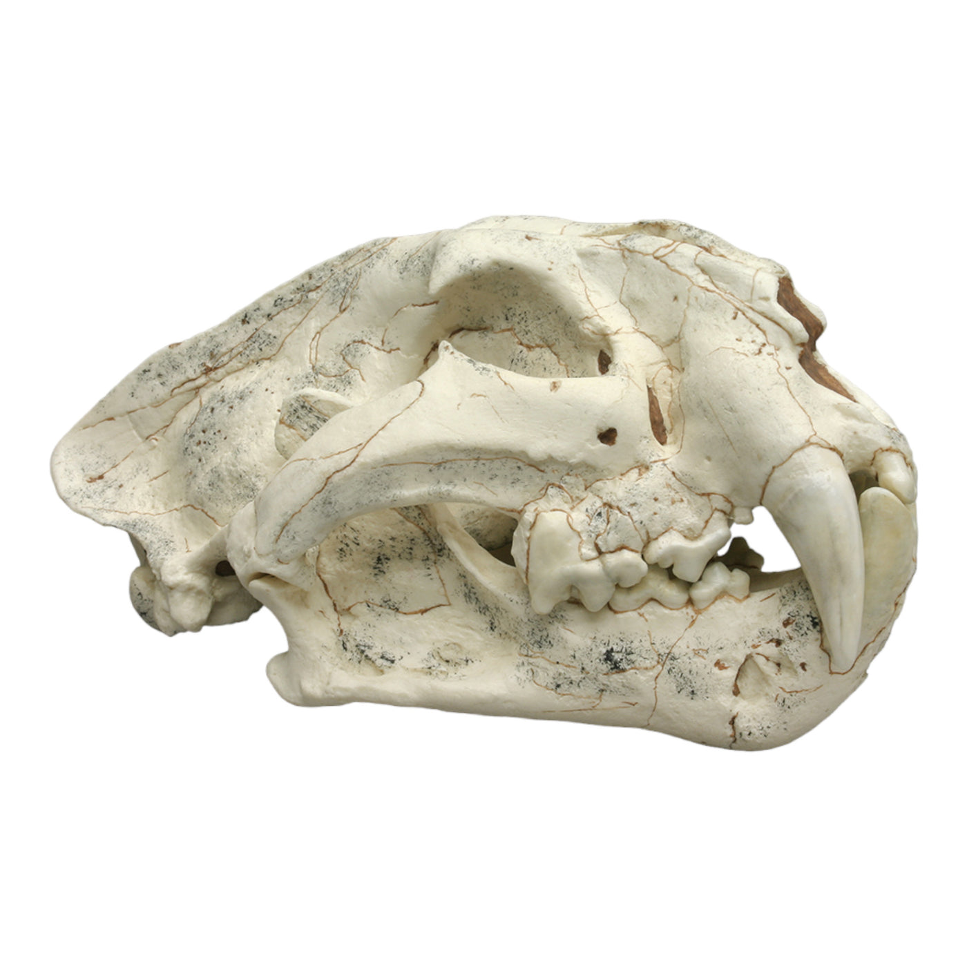 Replica Ancestral Lion Panthera palaeosinensis Skull For Sale — Skulls ...