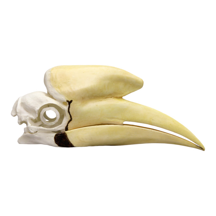 Replica Black Hornbill Skull