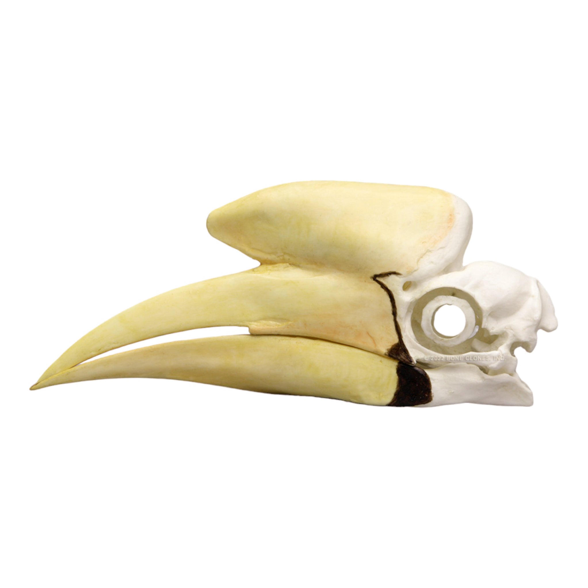 Replica Black Hornbill Skull For Sale — Skulls Unlimited International